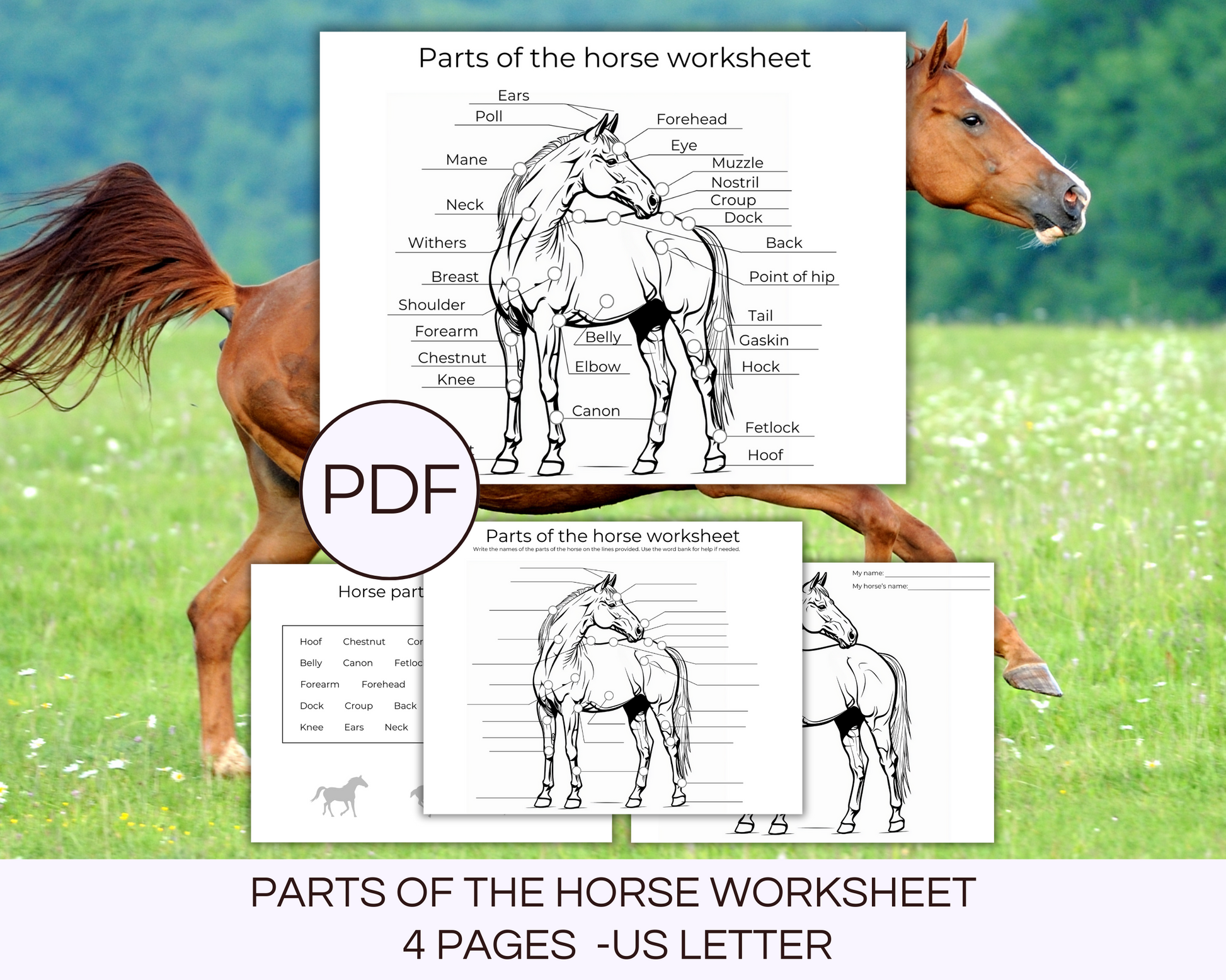 4 parts of the horse printable pages
