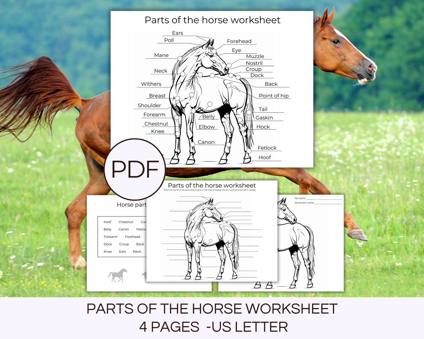 4 parts of the horse printable pages 