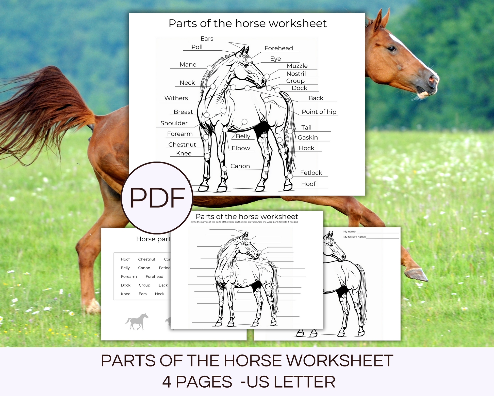 4 parts of the horse printable pages 