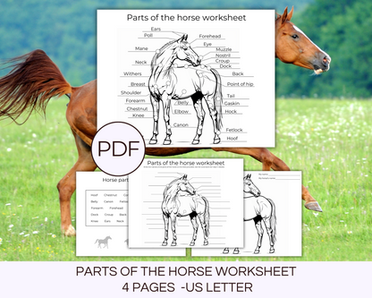 4 parts of the horse printable pages 