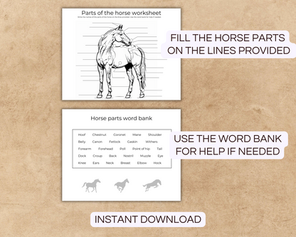 Parts of the horse worksheet and horse parts word bank printable