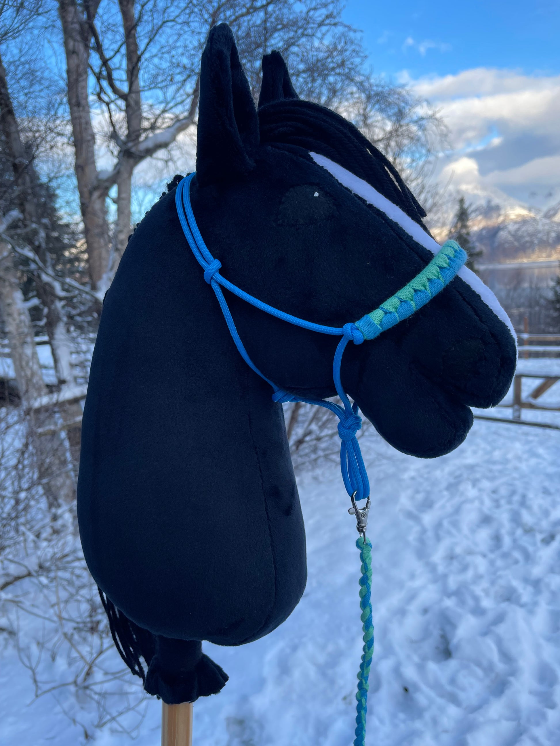Black hobby horse with blue halter on a snow-covered ground with trees in the background