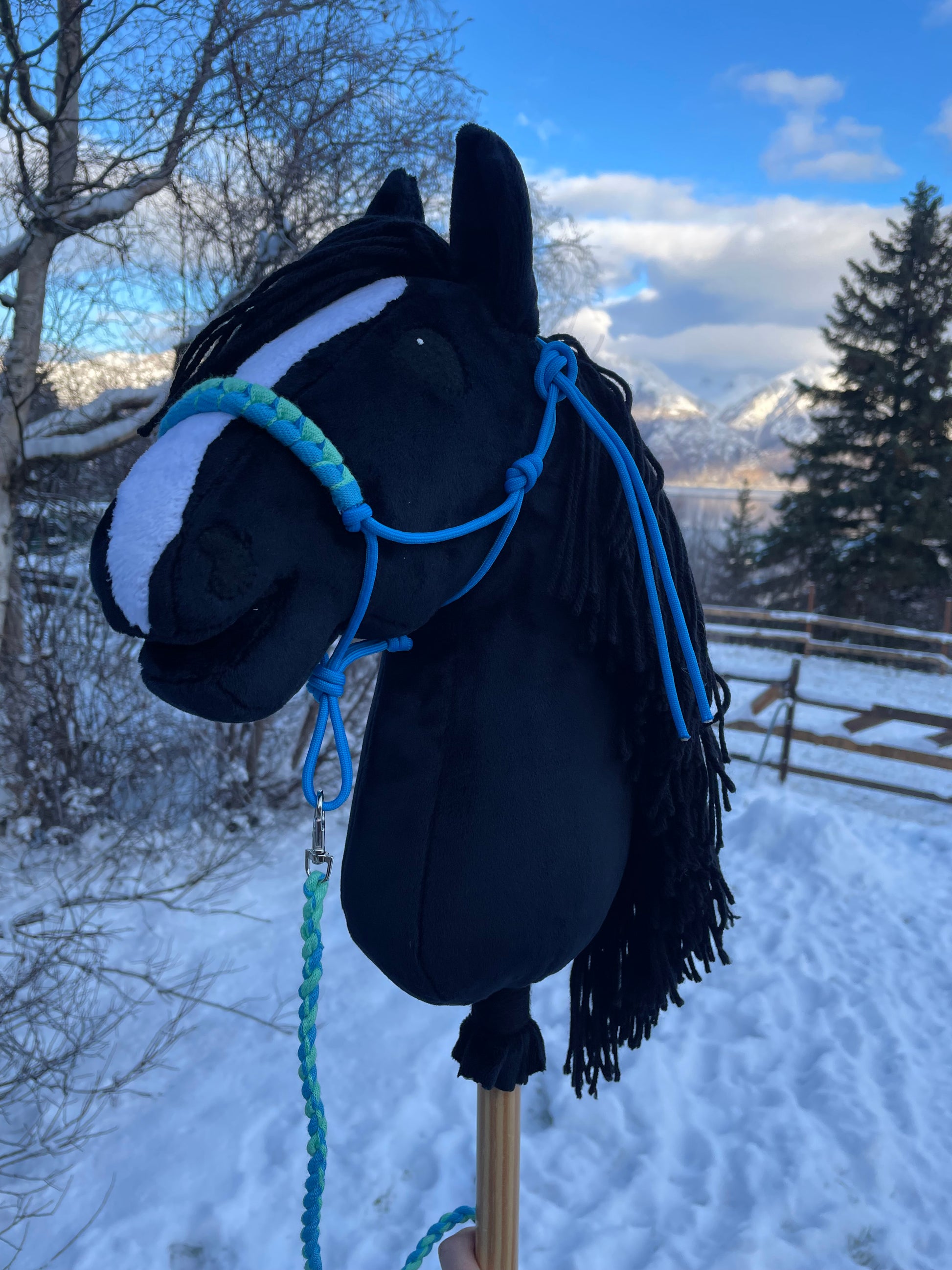 Black hobby horse with blue halter on a snow-covered ground with trees in the background